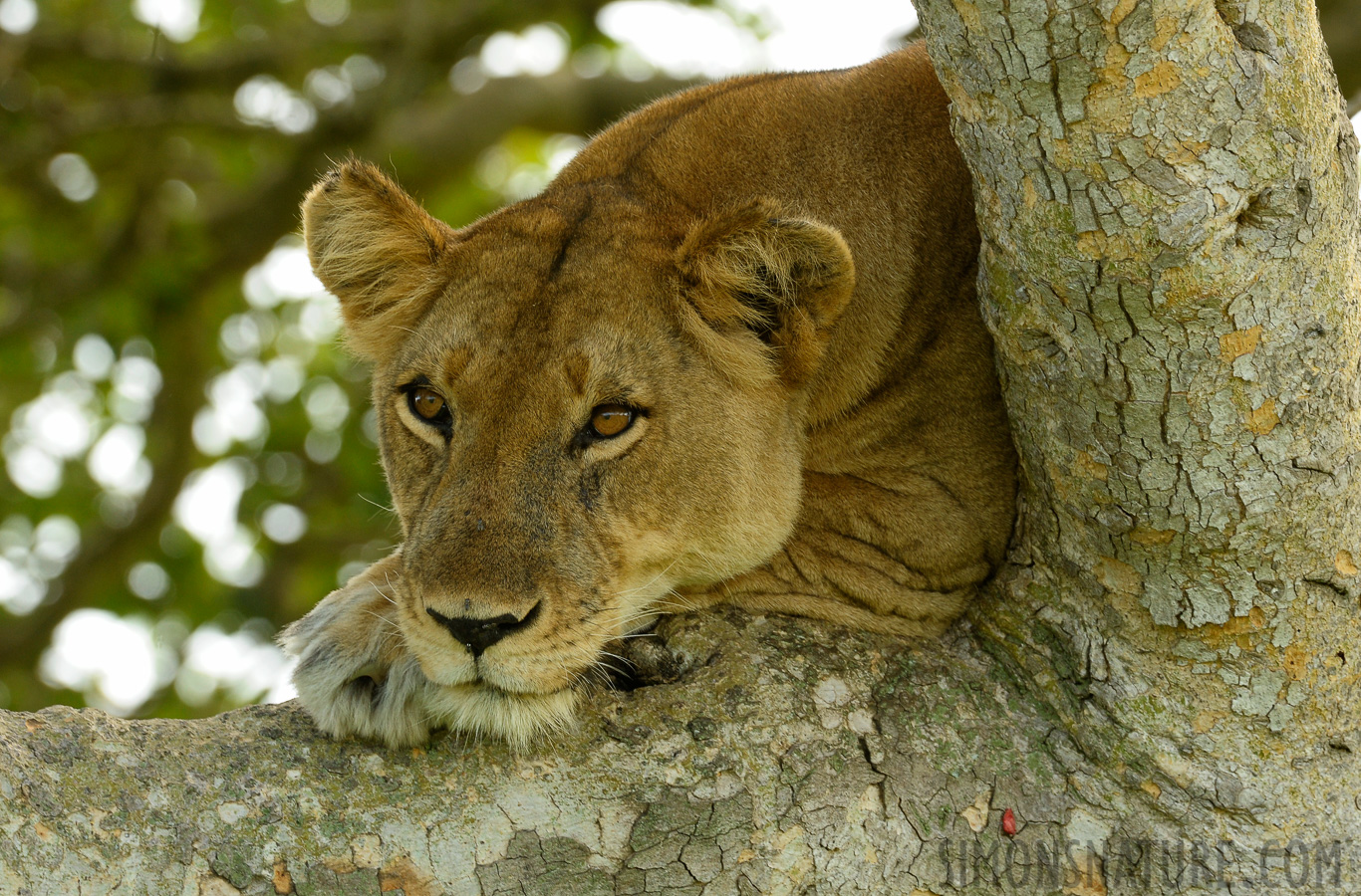 Panthera leo leo [400 mm, 1/100 Sek. bei f / 9.0, ISO 1250]